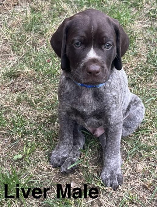 German Shorthair Pointer