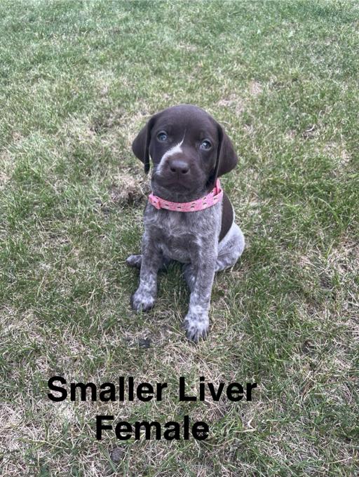 German Shorthair Pointer