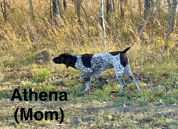 German Shorthair Pointer