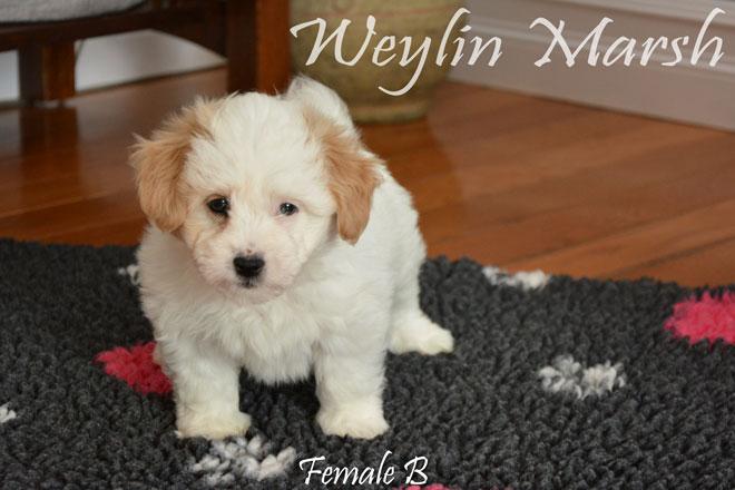 Coton de Tulear