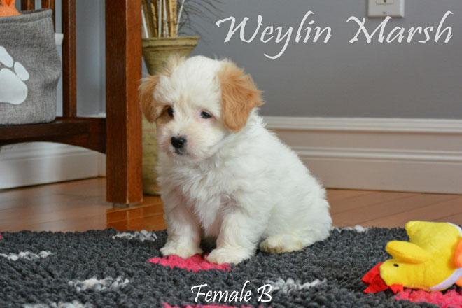 Coton de Tulear
