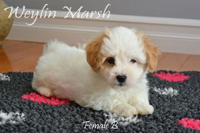 Coton de Tulear