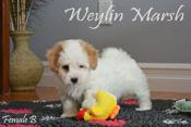 Coton de Tulear