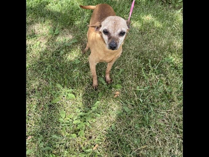Chihuahua 