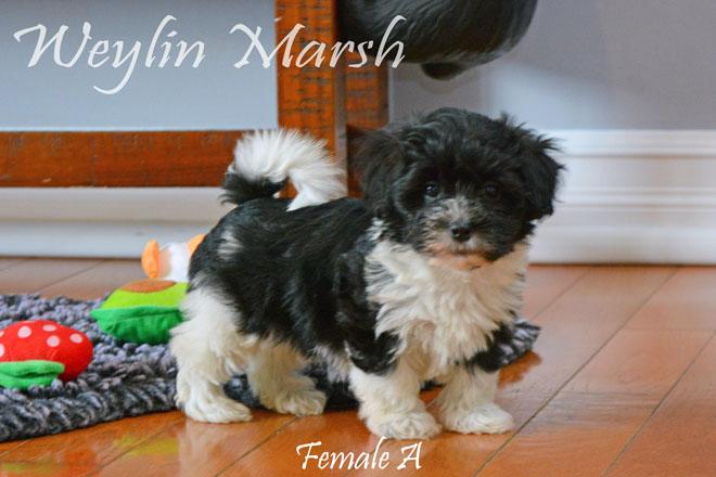 Havanese