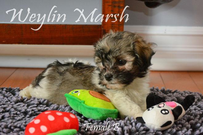 Havanese