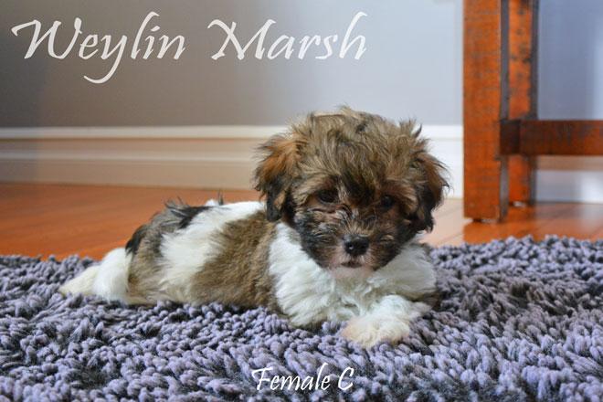 Havanese