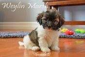 Havanese