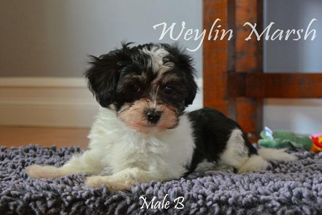 Havanese