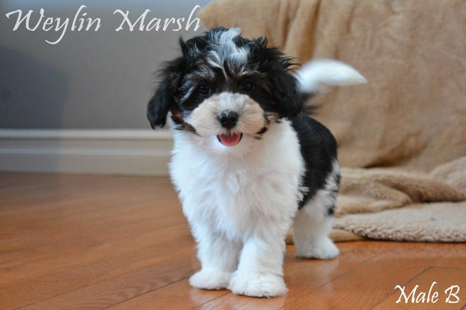 Havanese