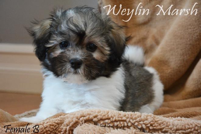 Havanese