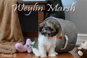 Havanese