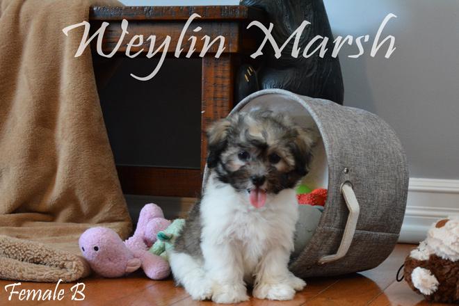 Havanese