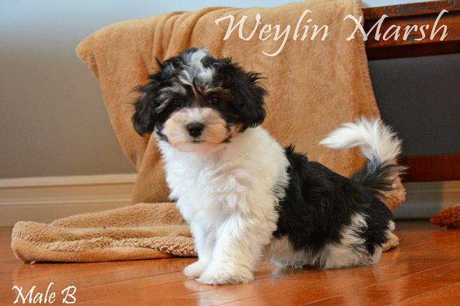 Havanese