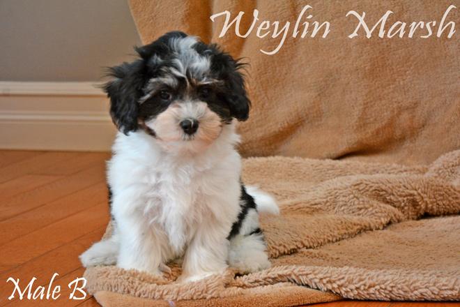 Havanese