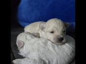 Maltipoo