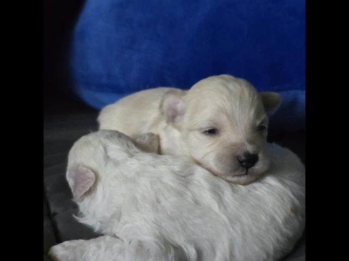 Maltipoo