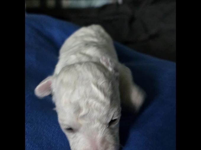 Maltipoo