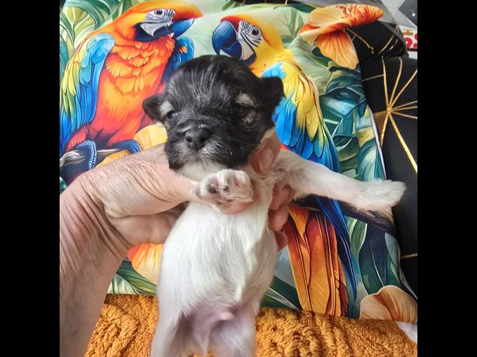 Maltipoo