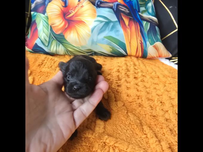 Maltipoo