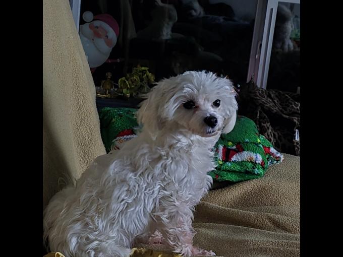 Maltipoo
