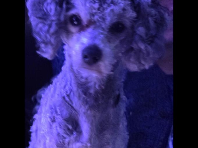 Maltipoo