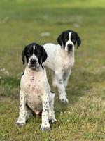 Pointer