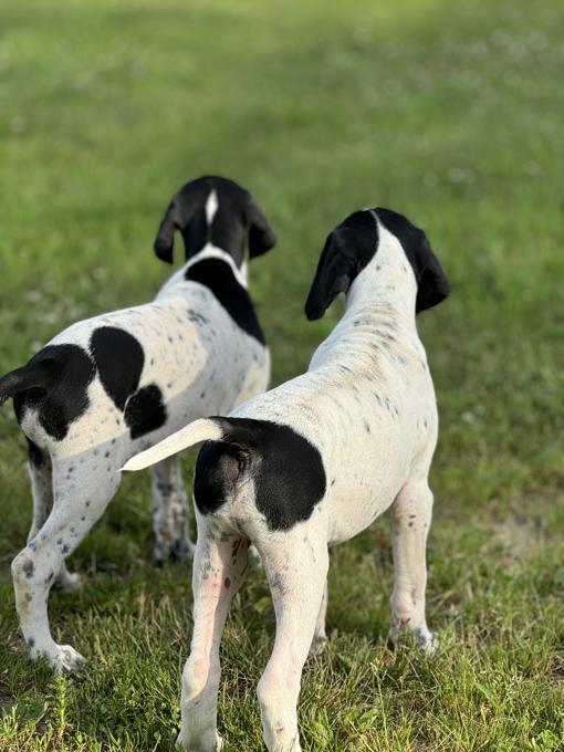 Pointer