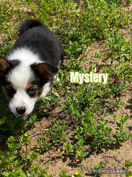 Cowboy corgi/fluffy corgi