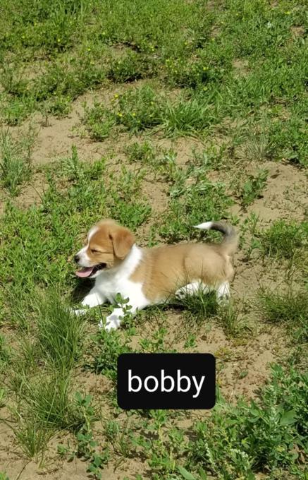 Cowboy corgi/fluffy corgi