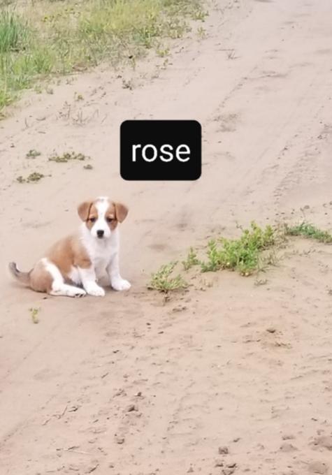 Cowboy corgi/fluffy corgi