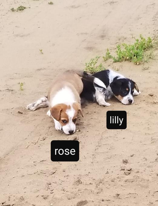 Cowboy corgi/fluffy corgi