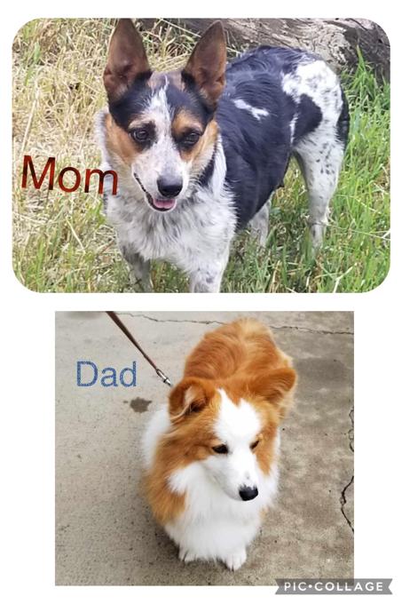 Cowboy corgi/fluffy corgi