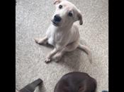 Labrador retriever