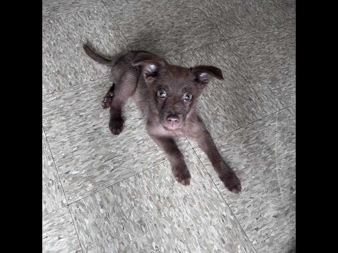 Labrador retriever