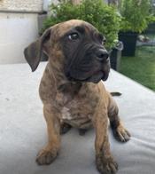 Cane Corso Mix