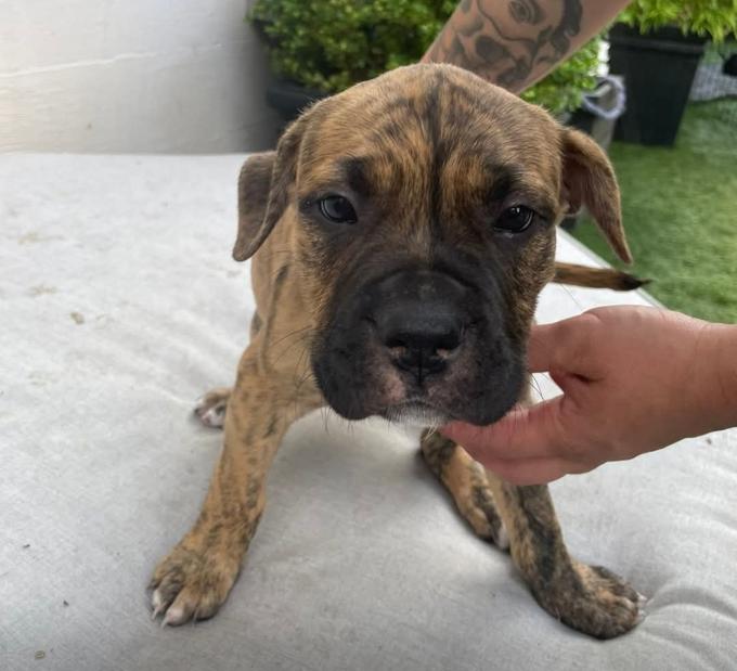 Cane Corso Mix
