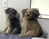Yorkiepoo