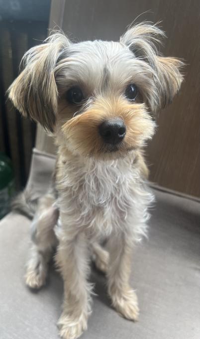Yorkiepoo