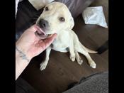 Lab mix