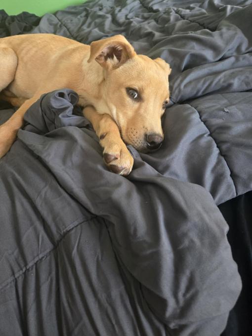 Lab mix