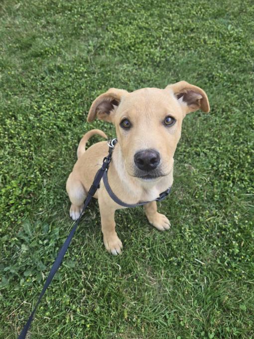 Lab mix