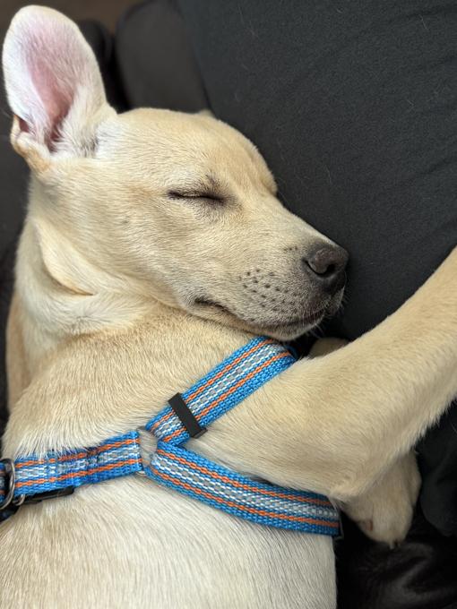 Lab mix