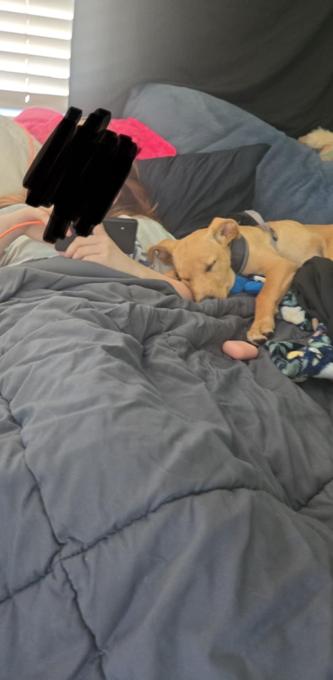 Lab mix