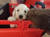 Standard poodle