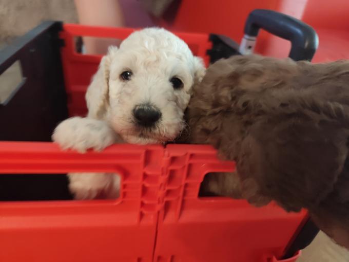 Standard poodle