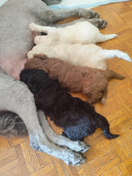 Standard poodle