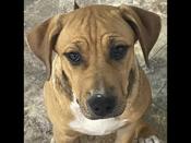Border Collie/Lab