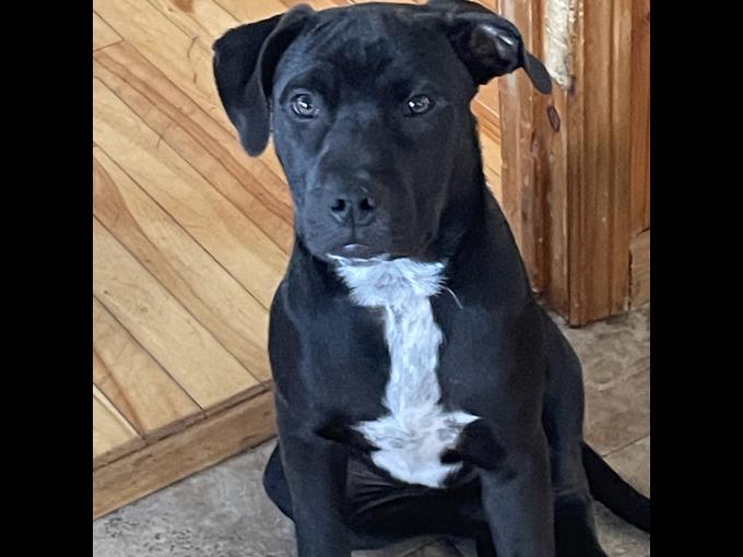 Border Collie/Lab