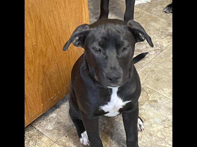 Border Collie/Lab